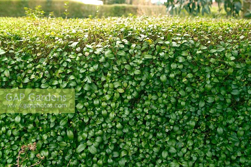 Privet hedge (Ligustrum ovalifolium)