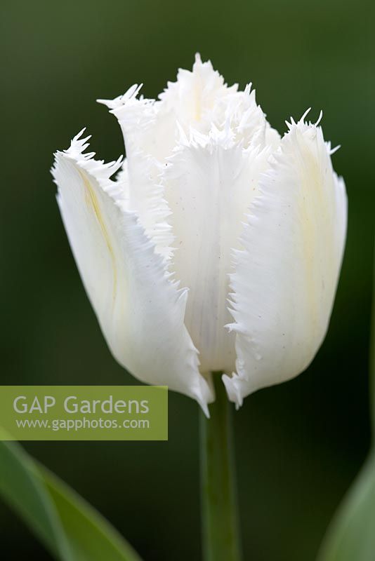Tulipa 'Swan Wings'