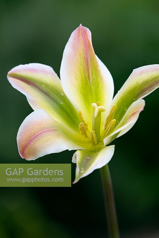 Tulipa 'Florosa'