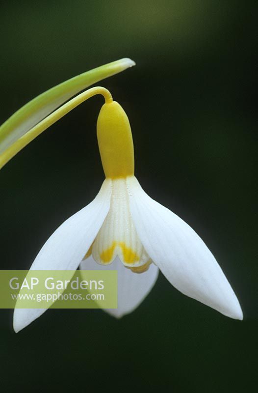 Galanthus nivalis 'Sandersii' - Snowdrop