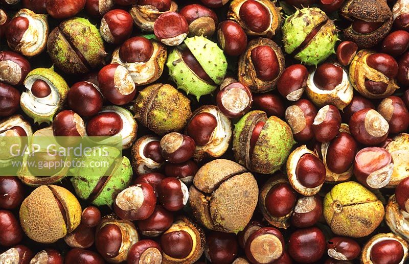 Aesculus hippocastanum - Horse Chestnut seeds, conkers