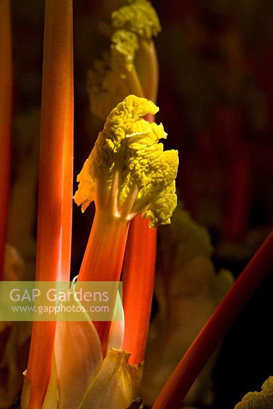 Rheum rhubarbarum - Forced Rhubarb 'Timperley Early' 