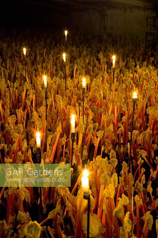 Growing forced Rhubarb 'Timperley Early' lit by candelight in the forcing shed at Oldroyds, Yorkshire