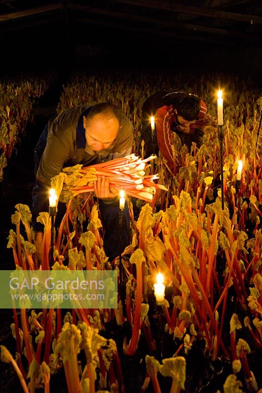 Harvesting Rhubarb 'Timperley Early' by candelight in the forcing shed at Oldroyds, Yorkshire 