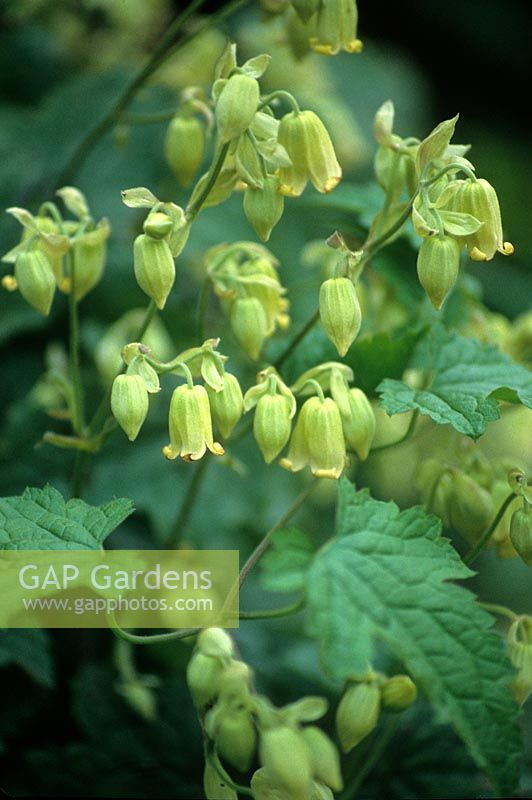 Clematis rehderiana - Vigorous, late-flowering climber with panicles of single yellow flowers with cow-slip scent

