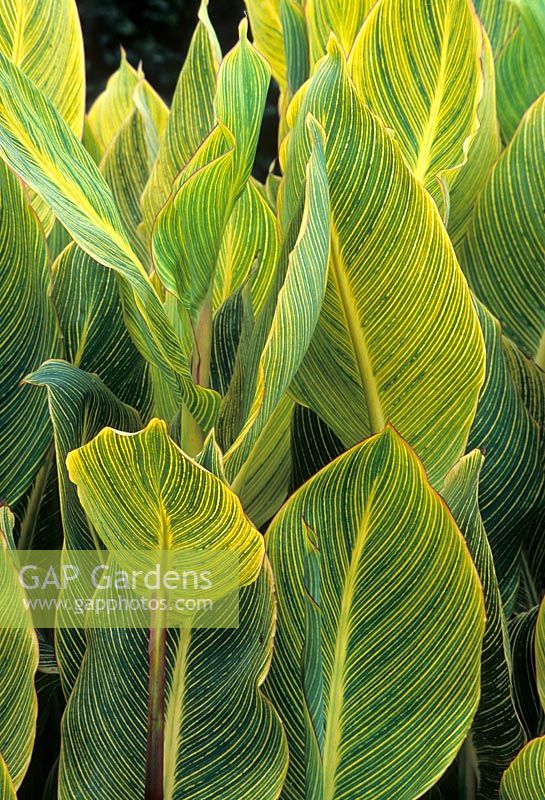 Canna striata  