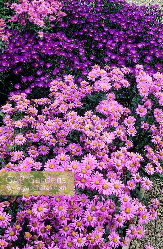 Aster amellus 'Pink Zenith' and 'Violet Queen' - Old Court Nurseries, Worcestershire 