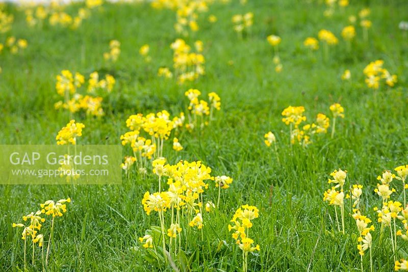 Primula veris - Cowslips in rough pasture 