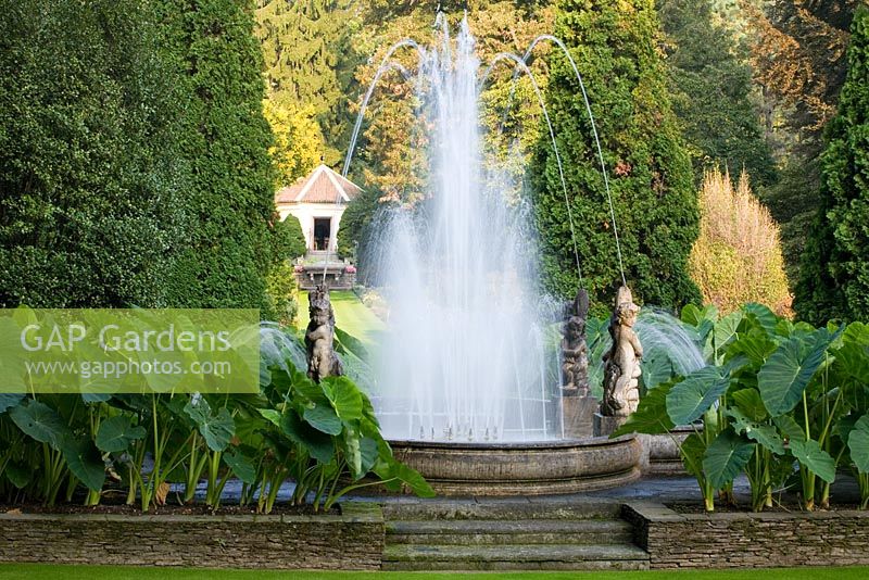 The Fountain of the Cherubs with Colacasia antiquorum at Villa Taranto, Pallanza, Lake Maggiore, Italy