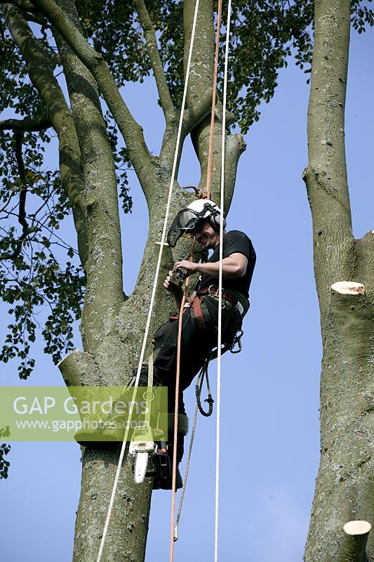 Man climbing tree, wearing safety harness and equipment for tree surgery