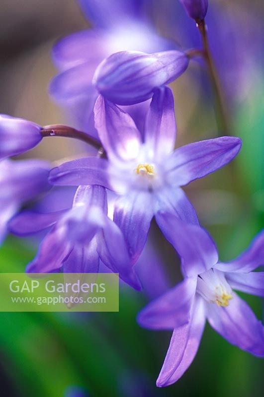 Chionodoxa forbesii - Snow Glory