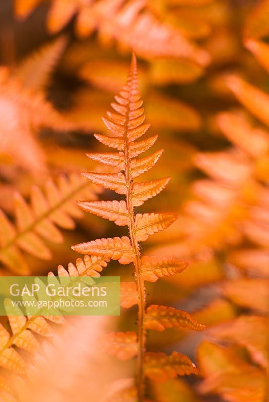 Dryopteris erythrosora - Deep bronze coloured new foliage