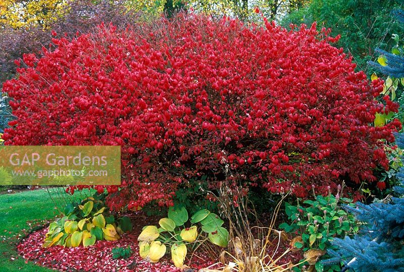 Euonymus alatus compactus - Winged Spindle