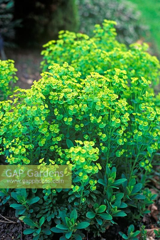 Euphorbia robbiae