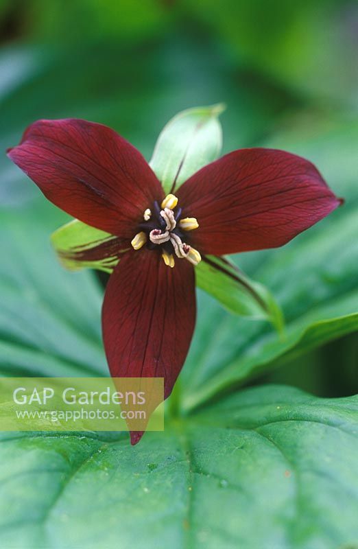 Trillium erectum - Ground Lily