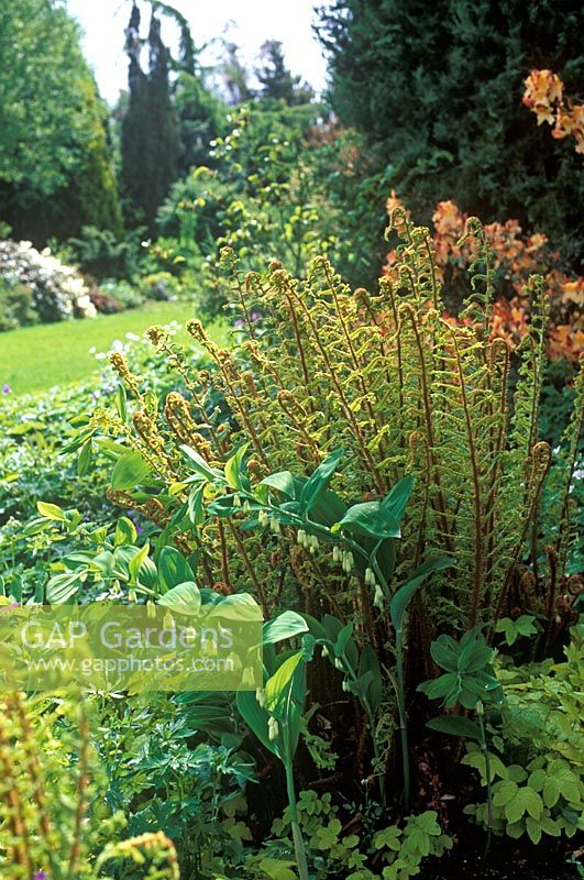 Dryopteris affinis Cristata, (synonymous with Cristata The King) - Crested Buckler Fern with Polygonatum biflorum