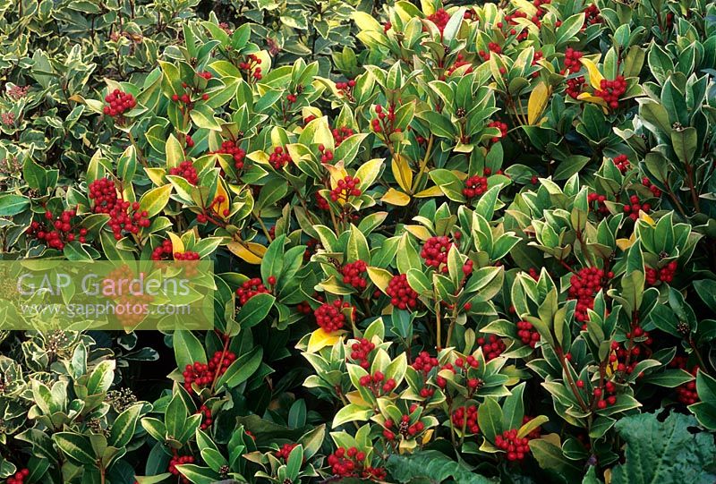 Leaf chlorosis on leaves of Skimmia japonica 'Nymans'