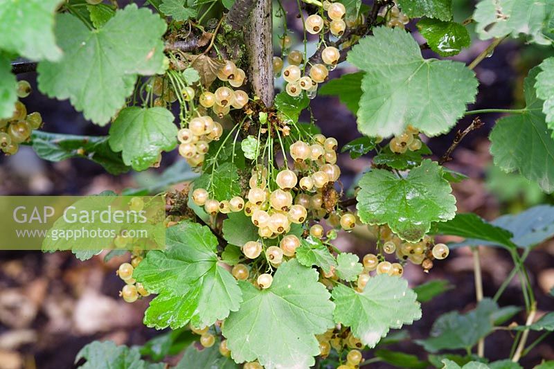 Whitecurrant 'Versailles Blanche'