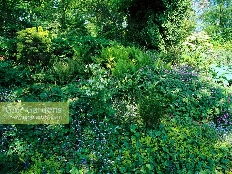 The shady woodland garden in Spring at Beth Chatto's Garden, Essex - Planting includes Aquilegia 'Nivea', Polygonatum x hybridum, Tellima grandiflora, Geranium, Myosotis, Hosta, Tiarella and Dryopteris