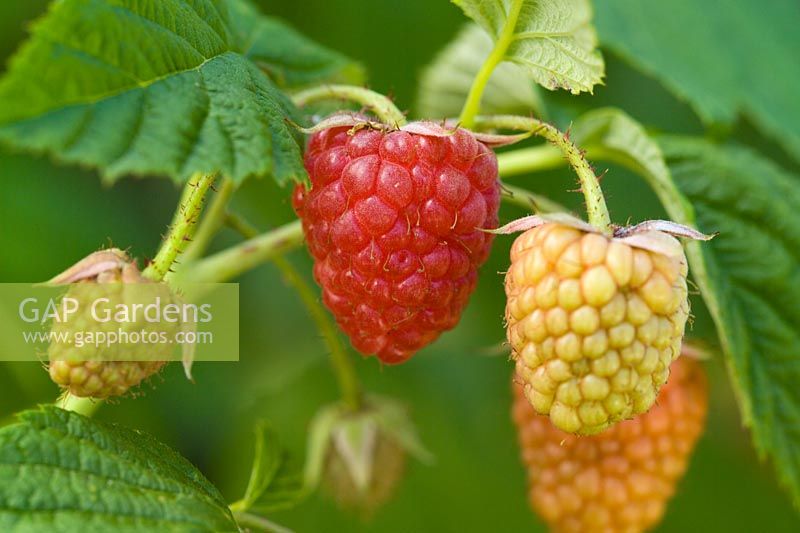 Raspberry 'Autumn Bliss' - Rubus idaeus