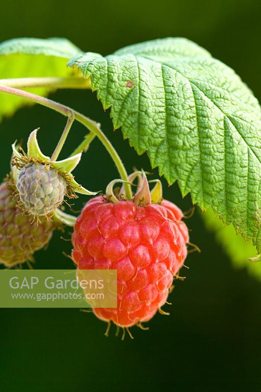 Raspberry 'Glen Ample' - Rubus idaeus