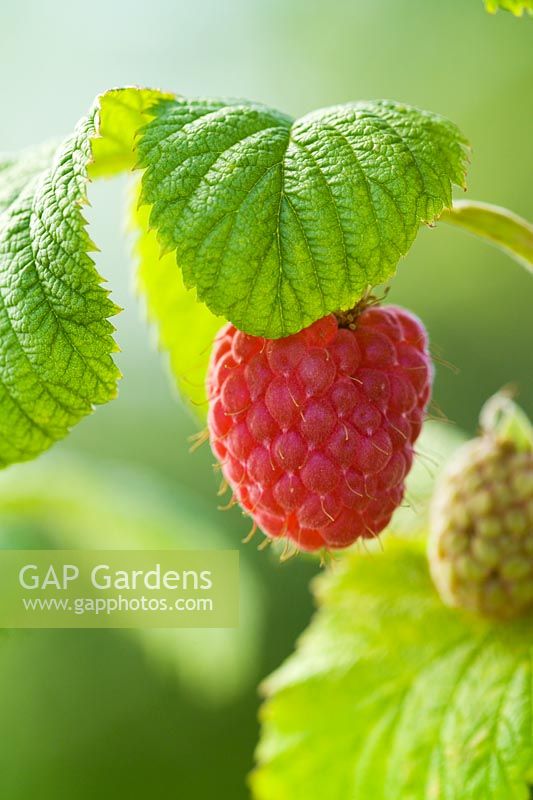 Raspberry 'Octavia' - Rubus idaeus