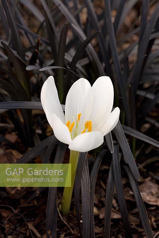 Colchicum speciosum album planted with Ophiopogon planiscapus 'Nigrescens'