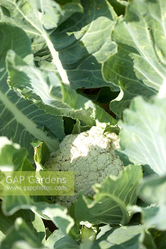 Brassica oleracea var botrytis - Cauliflower