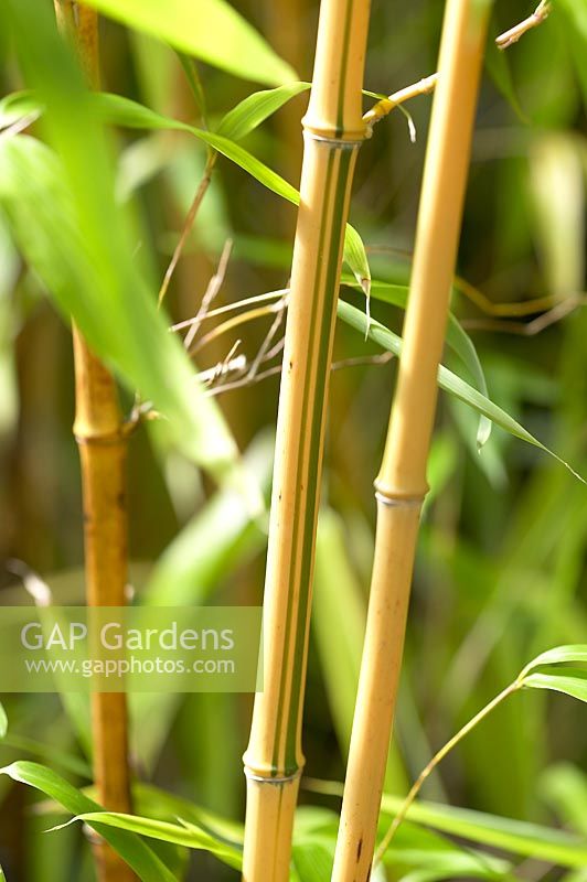 Phyllostachys vivax 'Aureocaulis'