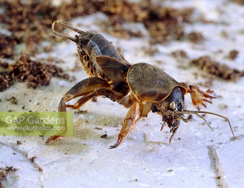 Gryllotalpa gryllotalpa - Mole cricket