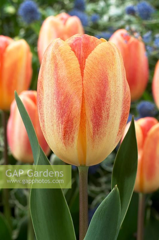 Tulipa 'Beauty of Prominence'