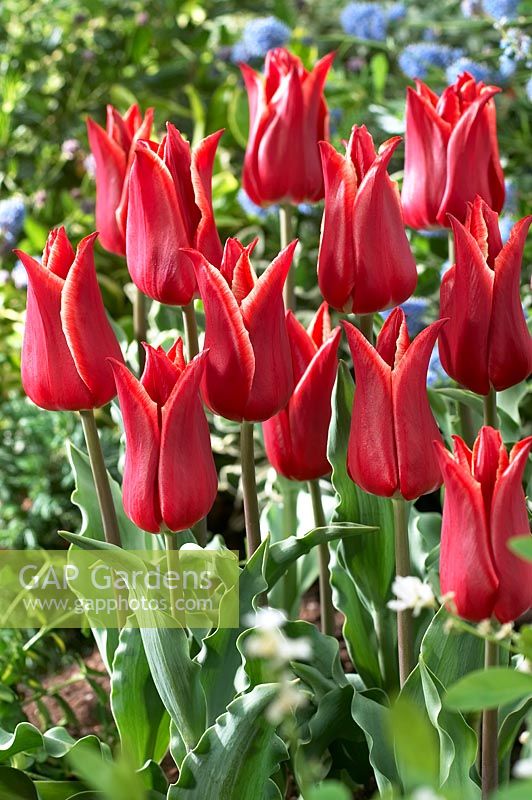 Tulipa 'Lilystar'