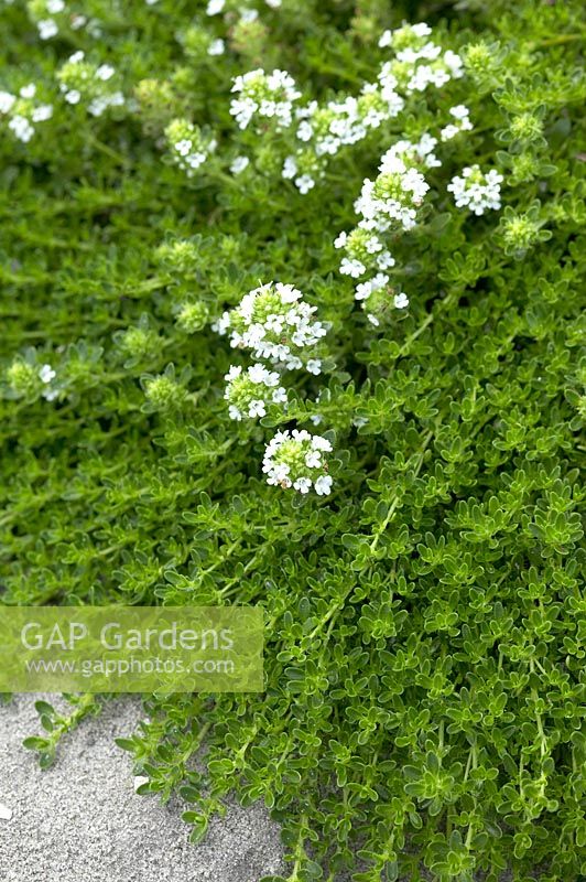 Thymus praecox 'Albiflorus'