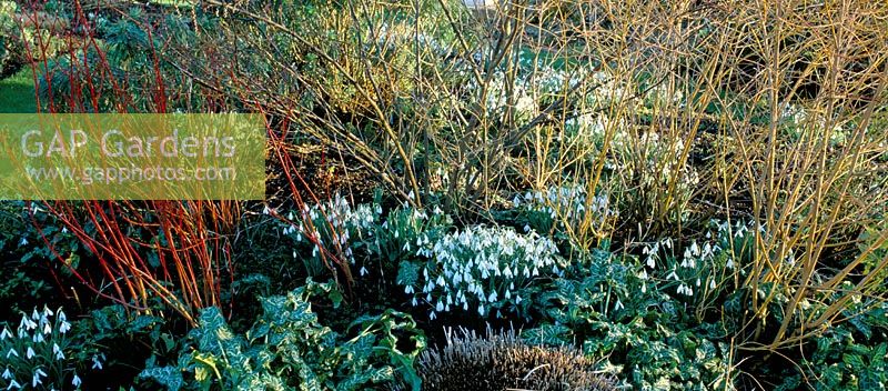 Winter border with Cornus underplanted with snowdrops in a border at Glen Chantry - Galanthus 'Atkinsii'