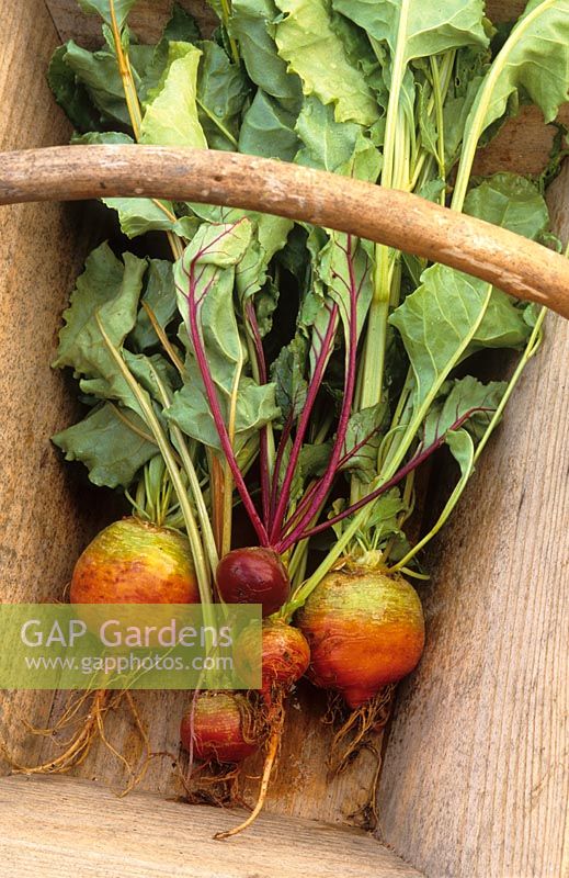Beta vulgaris var. conditiva - Beetroot Colourful vegetables in a wooden trug at Perch Hill - Beetroot 'Pronto' and 'Burpee's Golden'