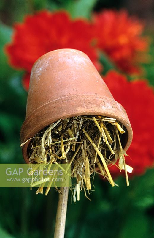 Earwig trap. Upturned terracotta pot filled with straw on top of cane to protect dahlias from damage. 
