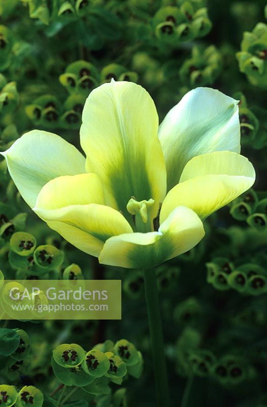 Tulipa 'Spring Green' with Euphorbia x martinii