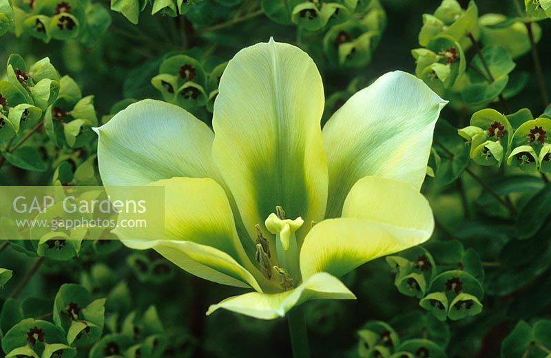 Tulipa 'Spring Green' with Euphorbia x martinii