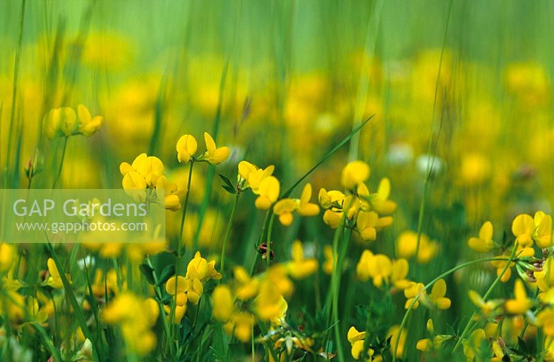 Lotus corniculatus - Birds foot trefoil.