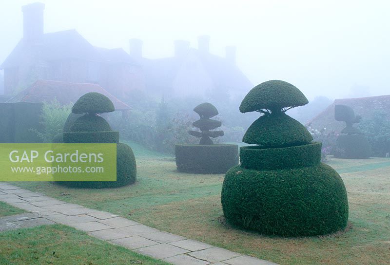 The topiary lawn at Great Dixter on a misty autumn morning. Taxus baccata