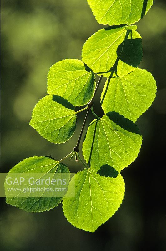 Cercidiphyllum japonicum - Katsura tree