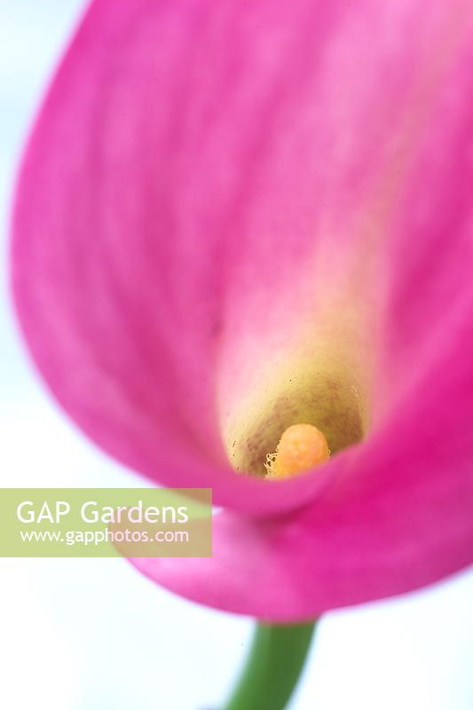 Zantedeschia 'Rubylite Rose'