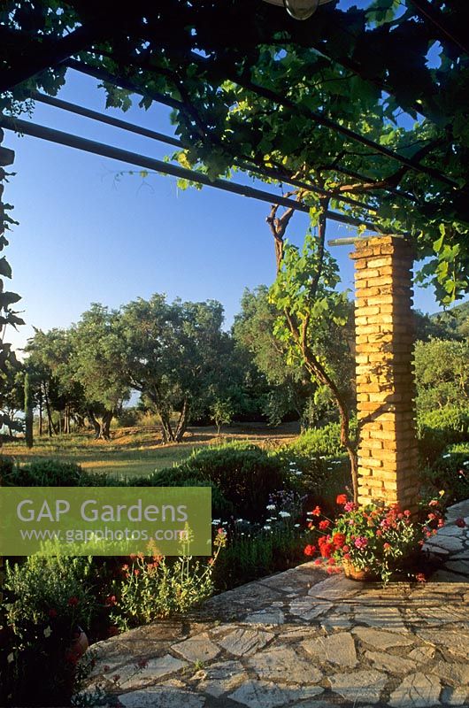 Mediterranean garden with vine growing over pergola - Corfu  