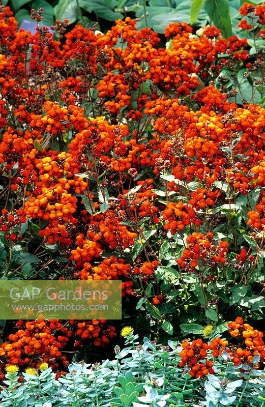 Calceolaria integrifolia 'Kentish Hero'