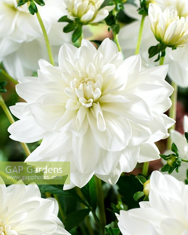 Dahlia 'Eternal Snow stock photo by Visions, Image: 0046253