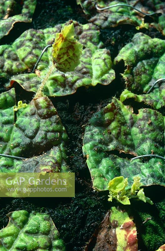 Leaf cuttings - propagating Begonia rex by pinning down a leaf in tray of compost with new shoots emerging