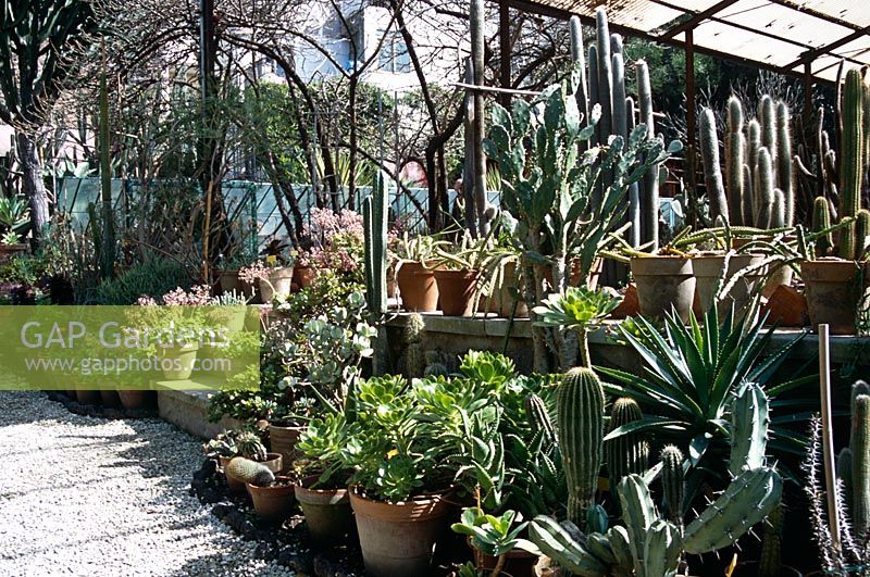 Cacti and succulents in containers at Catania Botanic Gardens, Sicily