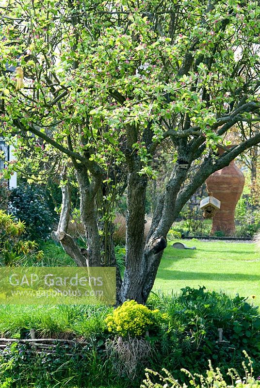 Old Apple Tree with woven Hazel seat and view to the long borders and bird nesting box hanging from the branch - Lucy Redman's School of Garden Design, Nr. Bury St. Edmunds, Suffolk