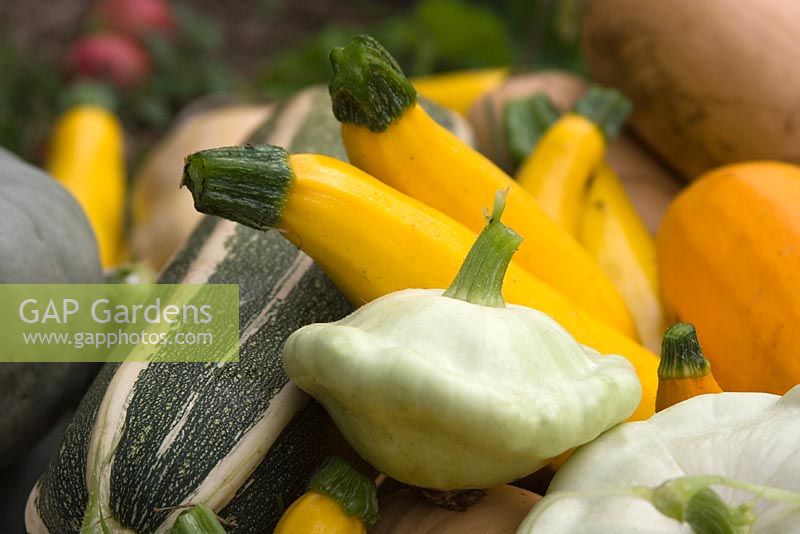 'Patty Pan' and 'Custard White' Squashes and Marrows in October