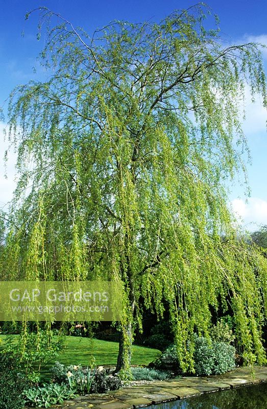 Salix x sepulcralis 'Chrysocoma' syn. S. alba 'Tristis' - Weeping willow at Ketley's 